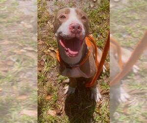 American Staffordshire Terrier Dogs for adoption in Fort Lauderdale, FL, USA