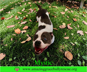 Bulldog Dogs for adoption in Milton, FL, USA