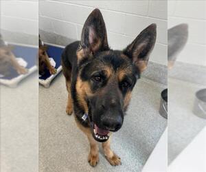 German Shepherd Dog Dogs for adoption in Fort Collins, CO, USA