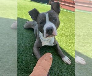 American Pit Bull Terrier Dogs for adoption in San Francisco, CA, USA