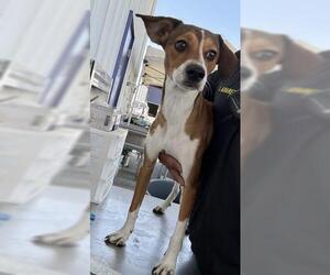 Beagle Dogs for adoption in Bakersfield, CA, USA