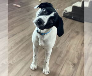 Pointer-Unknown Mix Dogs for adoption in Fargo, ND, USA