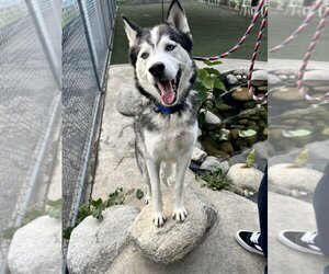 Siberian Husky Dogs for adoption in Van Nuys, CA, USA