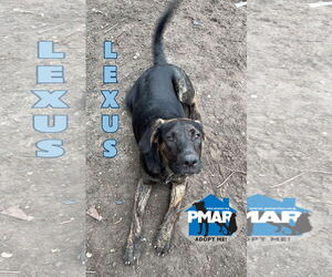 American Pit Bull Terrier-Unknown Mix Dogs for adoption in Binghamton, NY, USA
