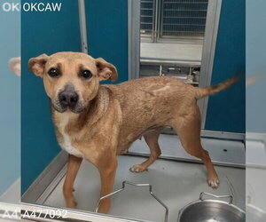 German Shepherd Dog-Unknown Mix Dogs for adoption in Oklahoma City, OK, USA