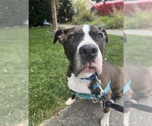 American Pit Bull Terrier Dogs for adoption in Berkeley , CA, USA