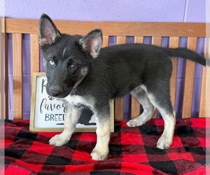 Huskies -Unknown Mix Dogs for adoption in Genesee, WI, USA