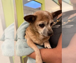 Chihuahua Dogs for adoption in Rancho Cucamonga, CA, USA