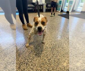 Box heeler Dogs for adoption in Tracy, CA, USA