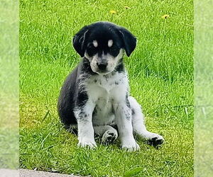 Border Collie-Huskies  Mix Dogs for adoption in Princeton, MN, USA