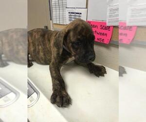 Plott Hound Dogs for adoption in Conroe, TX, USA