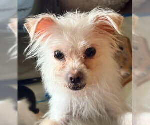 Maltese-Unknown Mix Dogs for adoption in Ventura, CA, USA
