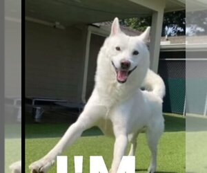 Siberian Husky Dogs for adoption in The Woodlands, TX, USA