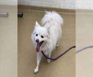 Pomimo Dogs for adoption in Derwood, MD, USA