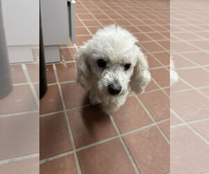 Maltipoo (Miniature) Dogs for adoption in Princeton, MN, USA
