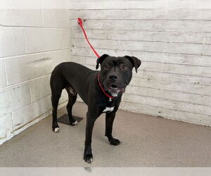 American Pit Bull Terrier-Unknown Mix Dogs for adoption in San Bernardino, CA, USA