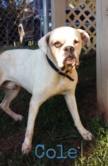 Boxer Dogs for adoption in Harrisville, WV, USA
