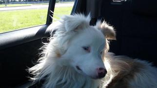 Australian Shepherd Dogs for adoption in Red Lion, PA, USA
