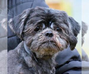Shih Apso Dogs for adoption in Huntley, IL, USA