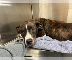 American Pit Bull Terrier-Unknown Mix Dogs for adoption in Ocala, FL, USA