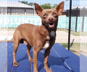 Chihuahua-Unknown Mix Dogs for adoption in San Antonio, TX, USA