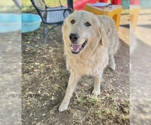 Great Pyrenees-Unknown Mix Dogs for adoption in Visalia, CA, USA