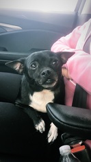 Chihuahua Dogs for adoption in Kent, OH, USA