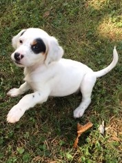 English Setter Dogs for adoption in Nashville, TN, USA