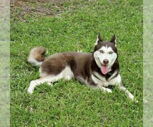 Australian Shepherd-Siberian Husky-Unknown Mix Dogs for adoption in Houston, TX, USA