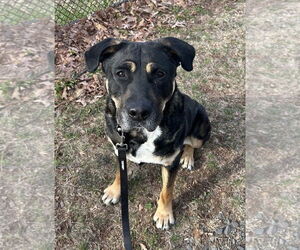 American Pit Bull Terrier-Unknown Mix Dogs for adoption in Bridgewater, NJ, USA