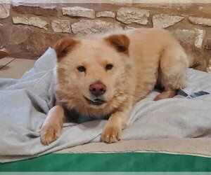 Chow Chow-Golden Retriever Mix Dogs for adoption in San Antonio, TX, USA