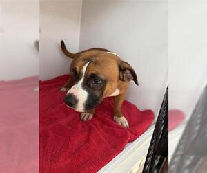 Staffordshire Bull Terrier Dogs for adoption in Houston, TX, USA