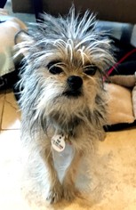 Mutt Dogs for adoption in Issaquah, WA, USA