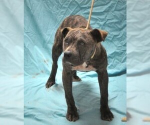 American Pit Bull Terrier Dogs for adoption in Forrest City, AR, USA