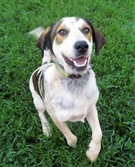 Anatolian Shepherd Dogs for adoption in Franklin, TN, USA