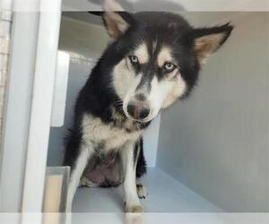 Siberian Husky-Unknown Mix Dogs for adoption in Houston, TX, USA