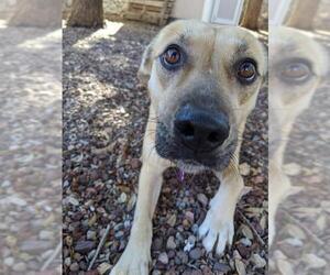 Labrador Retriever-Unknown Mix Dogs for adoption in Canutillo, TX, USA