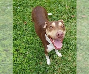 Staffordshire Bull Terrier Dogs for adoption in San Antonio, TX, USA