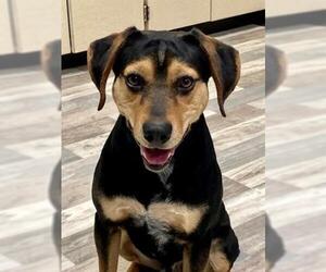 Beagle-Unknown Mix Dogs for adoption in Lufkin, TX, USA