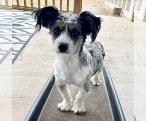 Mutt Dogs for adoption in Spring Lake, NC, USA