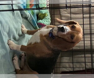 Bagle Hound Dogs for adoption in Fairfax, VA, USA