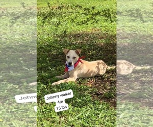 Labrador Retriever-Unknown Mix Dogs for adoption in Virginia Beach, VA, USA