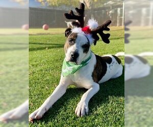 American Staffordshire Terrier-Plott Hound Mix Dogs for adoption in Henderson, NV, USA