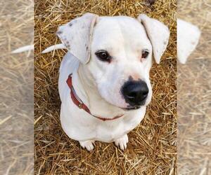 American Pit Bull Terrier-Unknown Mix Dogs for adoption in Crossville, TN, USA