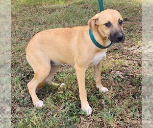 Mutt Dogs for adoption in Wetumpka, AL, USA