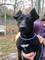 Dachshund Dogs for adoption in Calverton, NY, USA