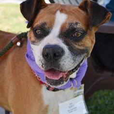 Boxer Dogs for adoption in San Diego, CA, USA