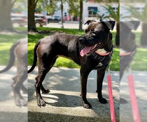 Rottweiler-American Pit Bull Terrier Dogs for adoption in St. Augustine, FL, USA