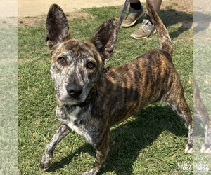 Mutt Dogs for adoption in Washington, DC, USA