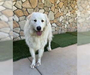 Great Pyrenees-Unknown Mix Dogs for adoption in Sacramento, CA, USA